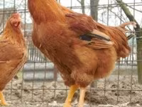 Chickens — photo 6