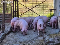 Eber, Schweine — Foto 5
