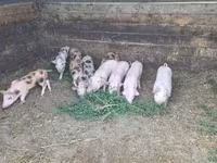 Sow, Pigs — photo 2