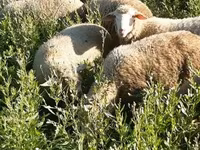 Kos, Merino sheep — 3. fotó