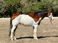 Caballo, American paint horse — foto 1