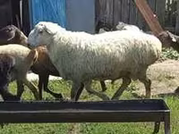 Qoç, Rhon sheep — foto 4