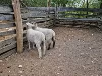 母羊, White Suffolk sheep — 照片 4