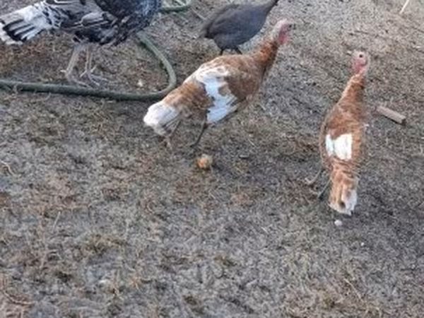 Turkeys — 匈牙利