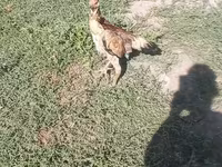 Chickens — zdjęcie 1