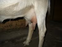 Goat, Goats — photo 5