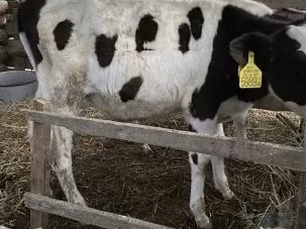 Bika, Holstein fajta — Magyarország