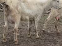 Goat, Saanen goat — photo 7