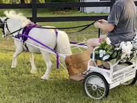 حصان, Miniature horse — الصورة 2