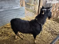 Billy Goat, Goats — photo 1