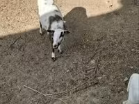 公羊, Cameroon sheep — 照片 4