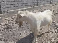 बकरा, Saanen goat — फ़ोटो 4