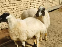 भेड़, भेड़ — फ़ोटो 3