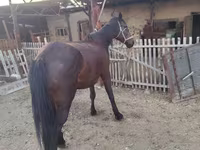 Yegua, Caballos — foto 2