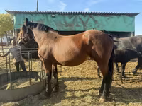 Égua, Cavalos — foto 3