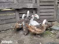 Ducks — foto 1