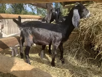 公山羊, Saanen goat — 照片 6