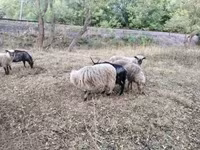 公羊, Racka sheep — 照片 4