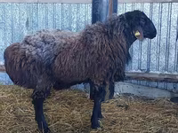 Bélier, Hissar sheep — photo 1