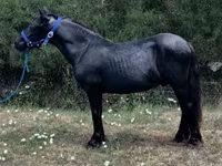 公马, Dutch warmblood horse — 照片 1