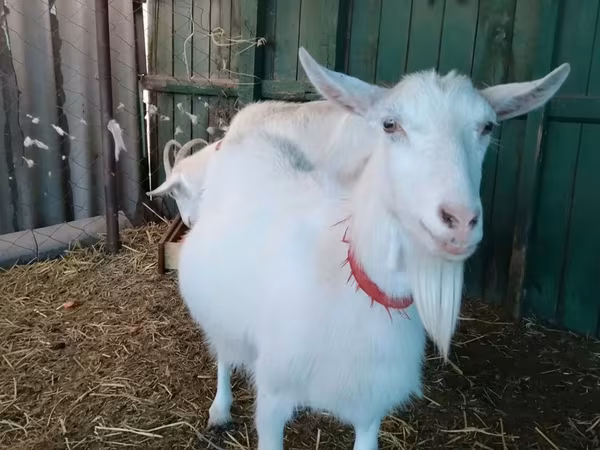 Nőstény kecske, Saanen goat