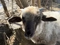 公羊, Sheep — 照片 2