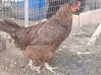 Chickens — foto 3