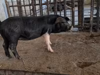 Sow, Pigs — photo 2