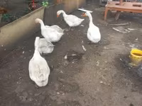 Geese — الصورة 1