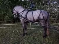 Айғыр, Lipizzaner — 4-сурет
