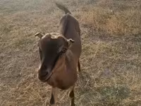 母山羊, Goats — 照片 2