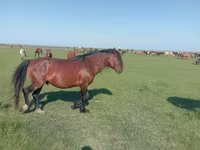 فرس, Mugalzhar horse — الصورة 1