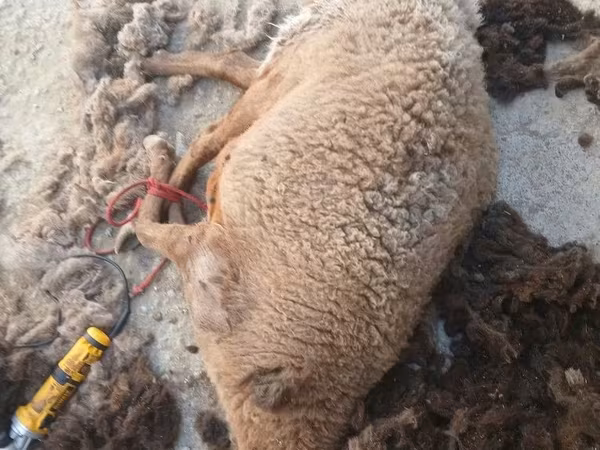 Sheep (batch, sex not specified), Sheep