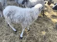 Sheep, Dorper sheep — photo 2