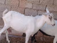 Ziege, Saanen goat — Foto 2