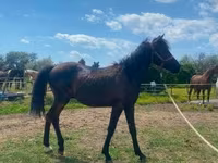 Hing, Hucul pony — 3. fotó