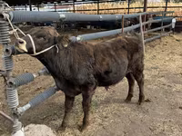 Bull, Belgian Blue — photo 5