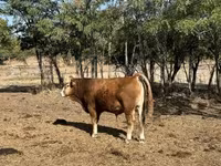Bika, Limousin tehén — 7. fotó