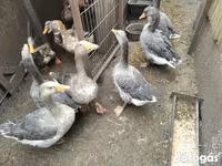 Geese — 1. fotó