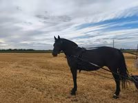 母马, Horses — 照片 3