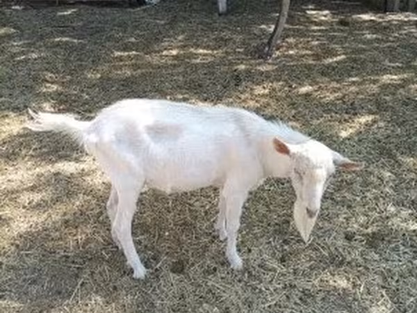 Козёл, Зааненская коза