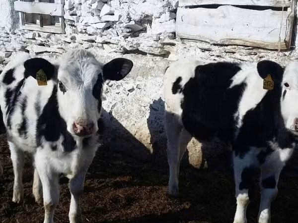 Krava, Russian Black pied cattle
