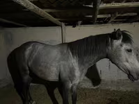 فرس, Thoroughbred horse — الصورة 3