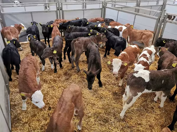 Szarvasmarha (tétel, nem megadva), Holstein fajta