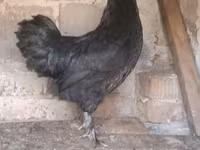 Australorp — Foto 3