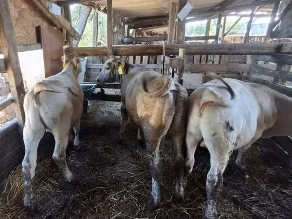 公牛, Holstein breed — 匈牙利
