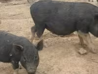 母猪, Pigs — 照片 4