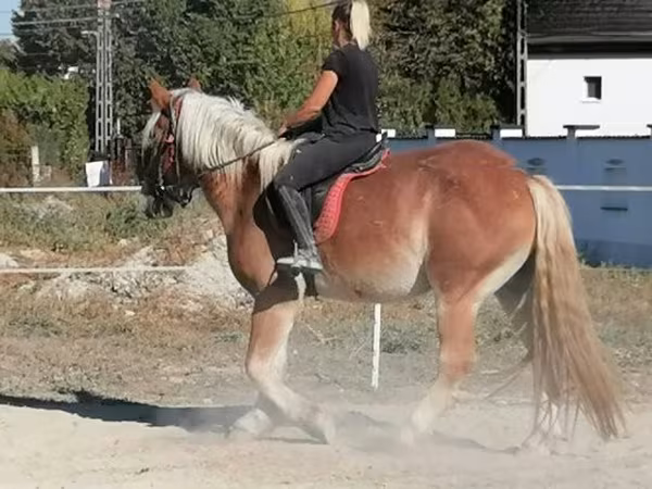 Айғыр, Жылқылар