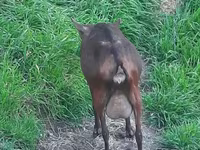 Nőstény kecske, Irish goat — 2. fotó