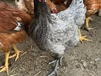 Chickens — foto 5